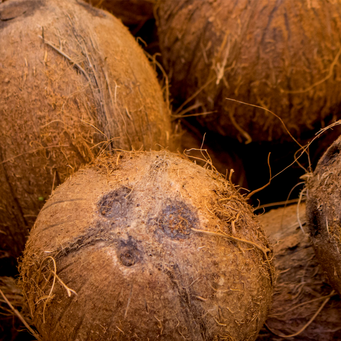 agroimpulso-lo-que-hacemos-por-el-pacifico-coco