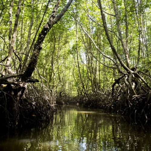 mangrove-forest-island-ko-yao-southern-thailand